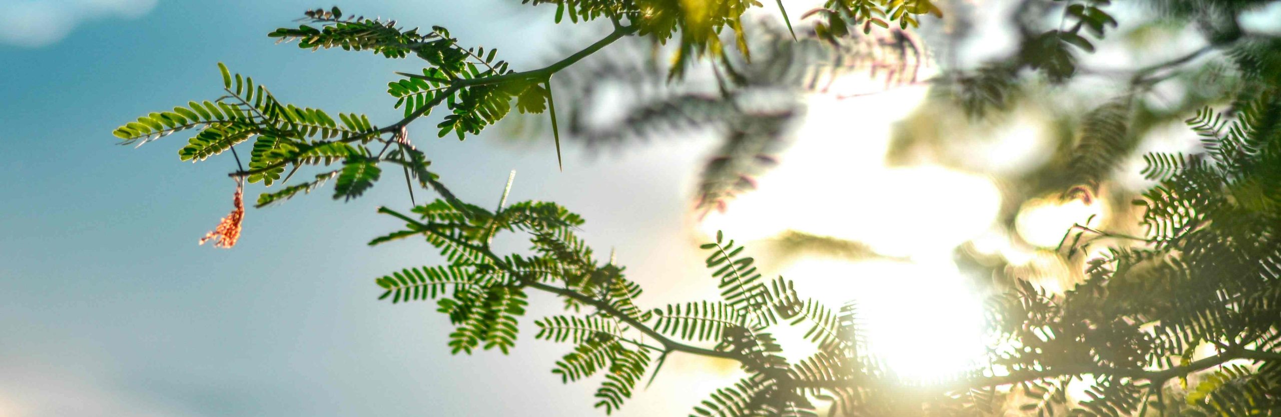 Calm nature scene, sunlight through green leaves (hero image)