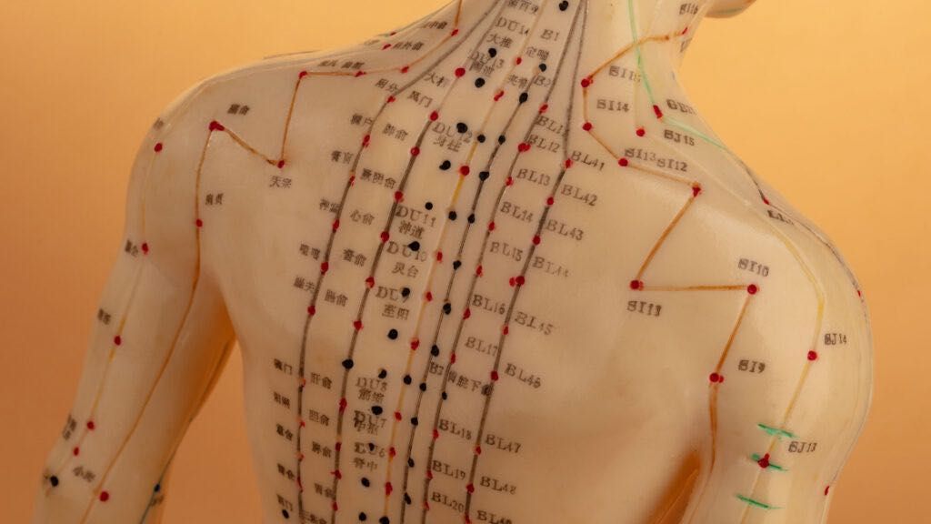 Acupuncture model showing back meridian points