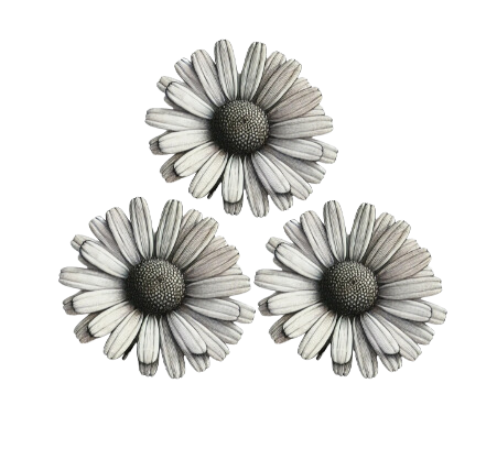 Daisy / black cohosh botanical illustration