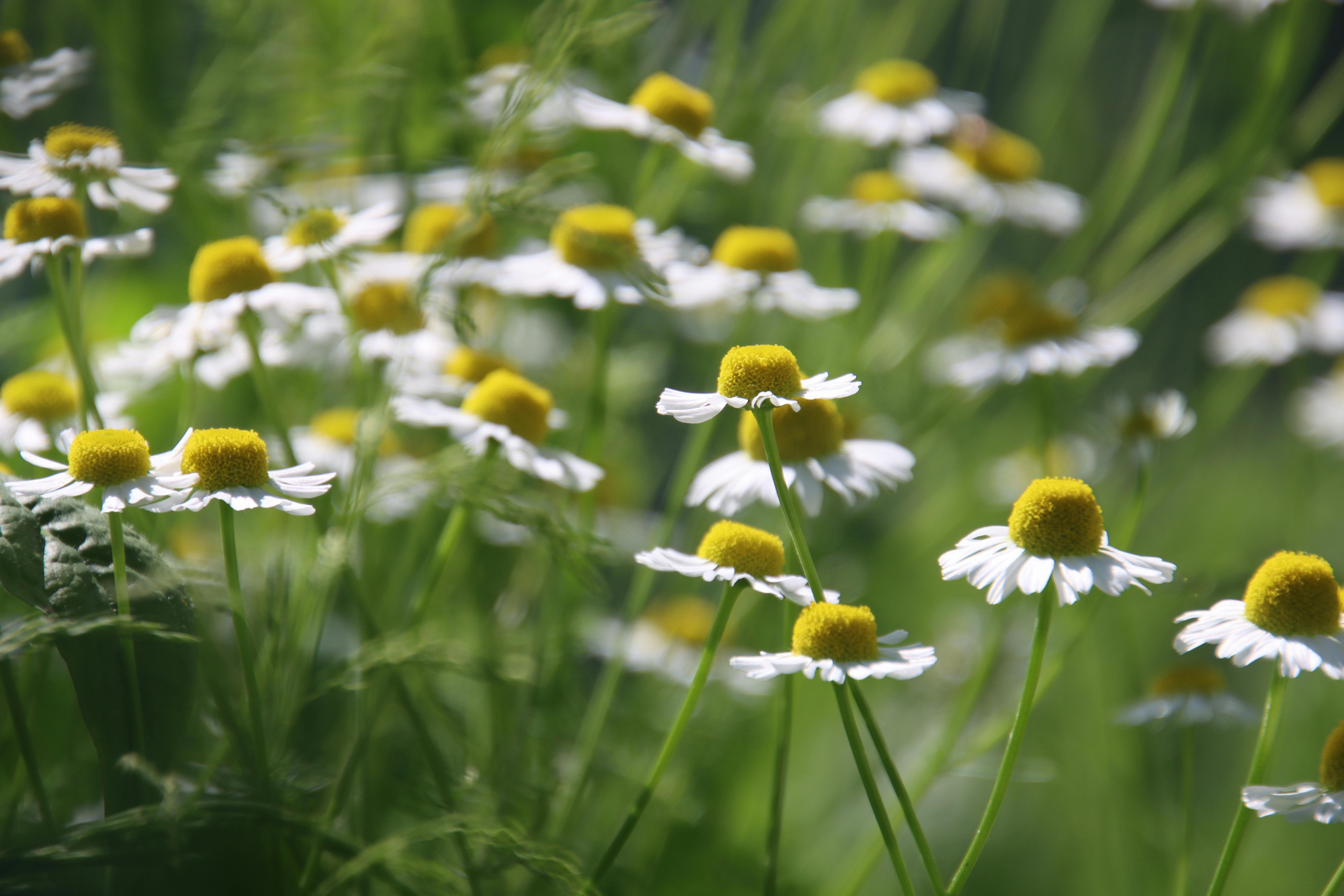 chamomile flowers in a meadow