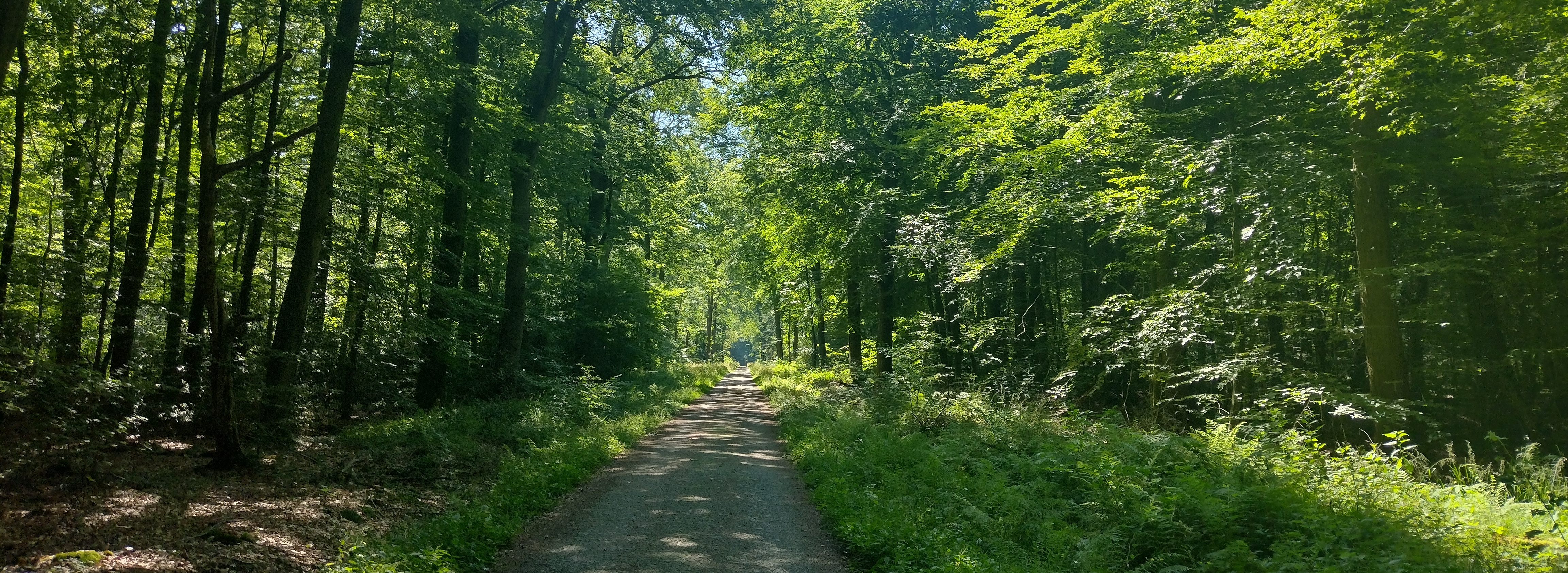 woodland path