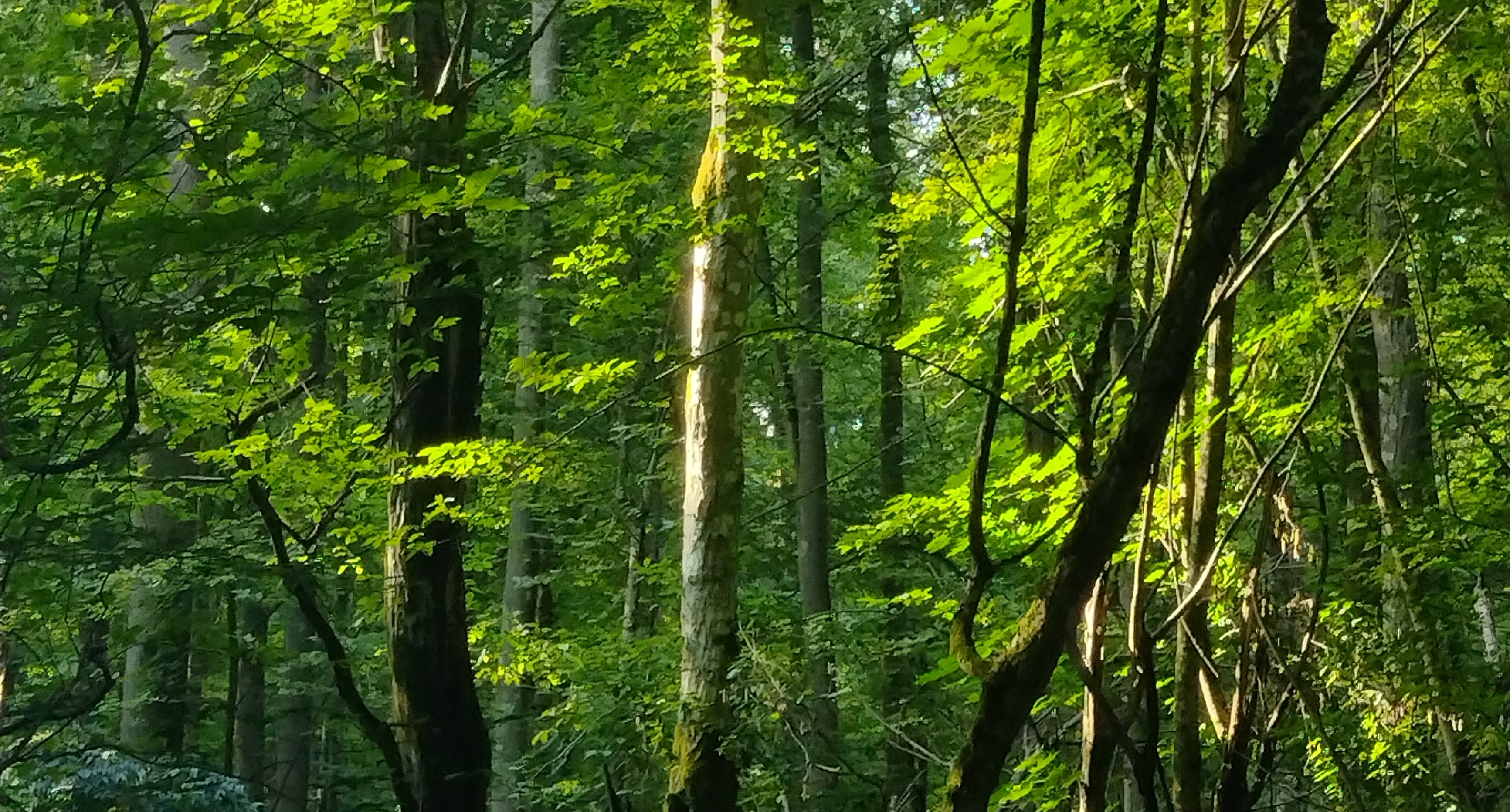woodland