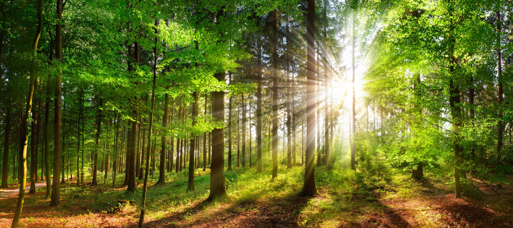 Open Graph social share image (sunlight through trees)
