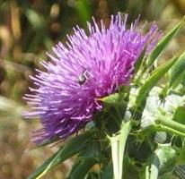 Chinese herbal medicine herbs