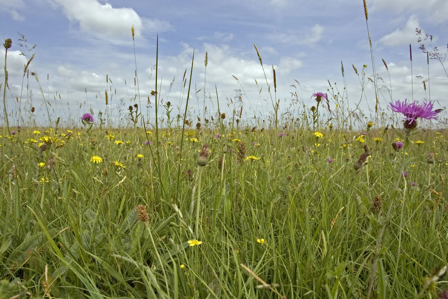 Wildflowers / courtyard at the Chandos Mews premises